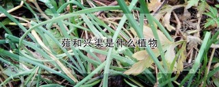 薤和兴渠是什么植物,第1图