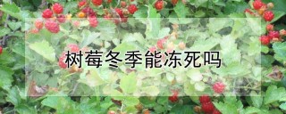 树莓冬季能冻死吗,第1图