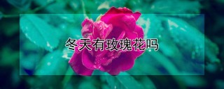 冬天有玫瑰花吗,第1图