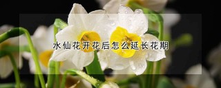 水仙花开花后怎么延长花期,第1图