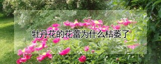 牡丹花的花蕾为什么枯萎了,第1图