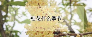 桂花什么季节,第1图