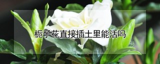 栀子花直接插土里能活吗,第1图