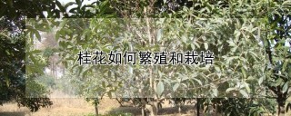 桂花如何繁殖和栽培,第1图