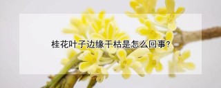 桂花叶子边缘干枯是怎么回事?,第1图