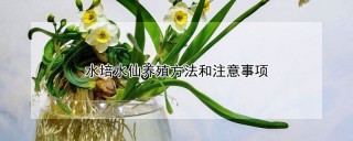 水培水仙养殖方法和注意事项,第1图