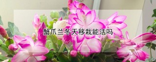 蟹爪兰冬天移栽能活吗,第1图