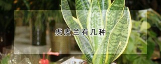 虎皮兰有几种,第1图