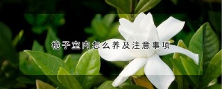 桅子室内怎么养及注意事项,第1图