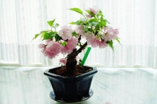 樱花树栽培技术，春秋季节栽培成活率最高,第3图