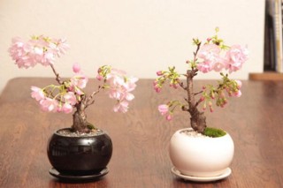 樱花盆栽好养吗，5步教你在家中养好樱花,第5图