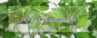 绿萝叶子有黑斑是什么原因怎么办,第1图