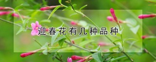 迎春花有几种品种,第1图