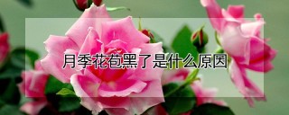 月季花苞黑了是什么原因,第1图