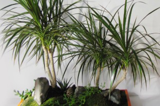 客厅适合摆放的十大植物 客厅适合摆放什么植物,第2图