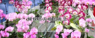 蝴蝶兰无根的救法,第1图