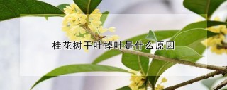 桂花树干叶掉叶是什么原因,第1图