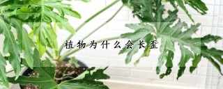 植物为什么会长歪,第1图