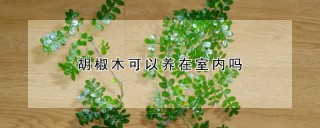 胡椒木可以养在室内吗,第1图