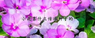 小花靠什么传播种子的,第1图