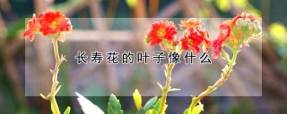 长寿花的叶子像什么,第1图