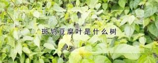 斑鸠豆腐叶是什么树,第1图