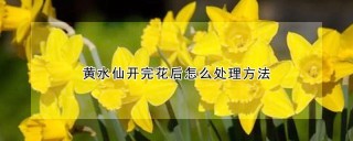 黄水仙开完花后怎么处理方法,第1图