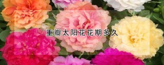 重瓣太阳花花期多久,第1图