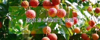 荔枝怎么种植才会活,第1图