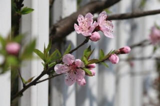 樱花烂根是怎么回事，樱花烂根原因以及处理方法,第2图