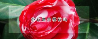 茶花是吉祥花吗,第1图