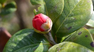 盆栽茶花的施肥方法，盆栽茶花施肥注意事项,第2图