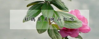 杜鹃花是映山红吗,第1图