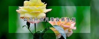 如何扦插月季容易生根,第1图