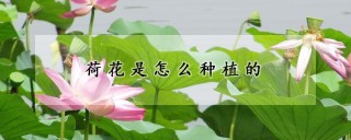 荷花是怎么种植的,第1图