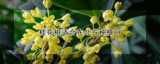 桂花树适合在北方种植吗,第1图