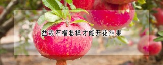 盆栽石榴怎样才能开花结果,第1图