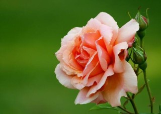 玫瑰月季蔷薇花怎么区别，玫瑰月季蔷薇花三种区别方法,第4图