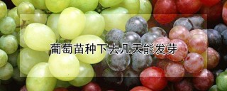 葡萄苗种下去几天能发芽,第1图