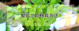 蟹爪兰的移栽方法,第1图