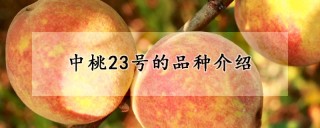 中桃23号的品种介绍,第1图