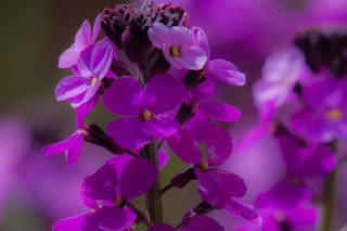 紫罗兰为啥不开花,第3图