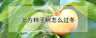 北方柿子树怎么过冬,第1图