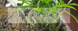 石斛长什么样子,第1图