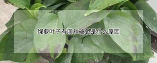 绿萝叶子有洞和破裂是什么原因,第1图