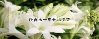 晚香玉一年开几次花,第1图