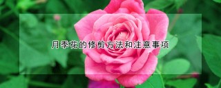 月季花的修剪方法和注意事项,第1图