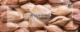 杏核怎么种,第1图