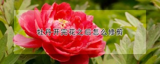 牡丹开完花之后怎么修剪,第1图