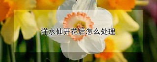 洋水仙开花后怎么处理,第1图